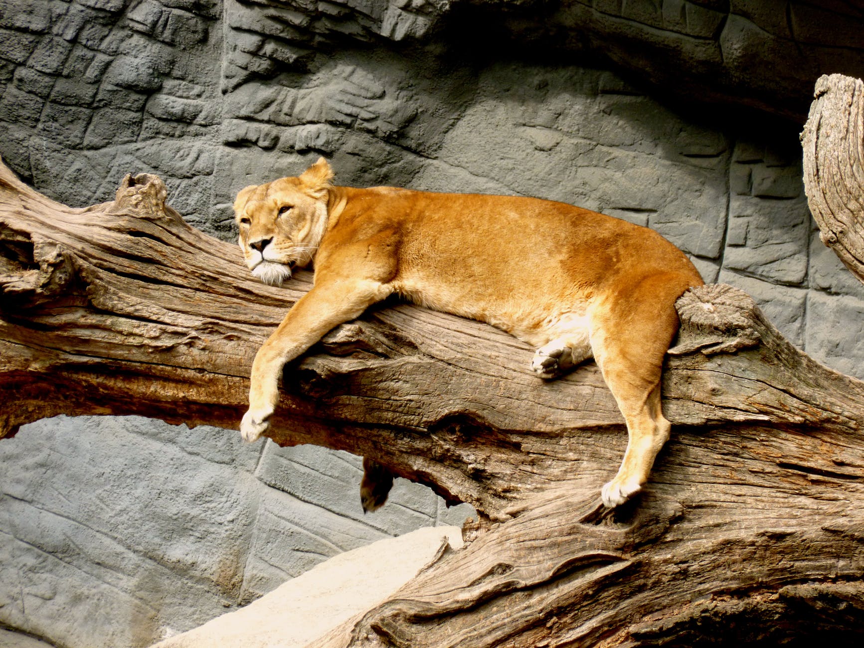 lioness lying on brown tree trunk